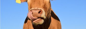 mucca si lecca la bocca